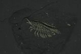 Pyritized Triarthrus Trilobites With Appendages - New York #64808-1